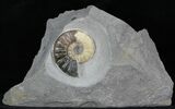 Gorgeous Asteroceras Ammonite Fossil - Agatized #30741-1